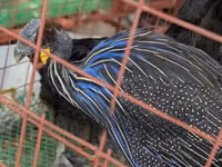 Turkeys — Foto 7