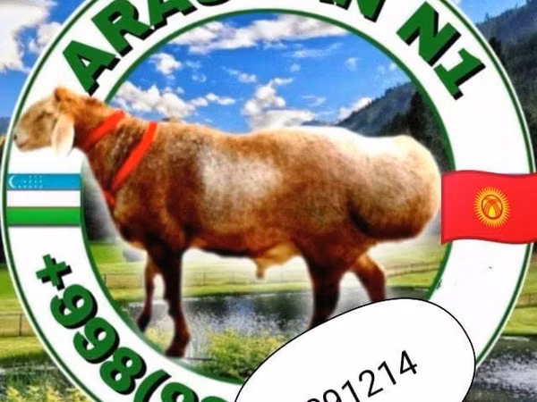 Carnero, Arashan sheep — Uzbekistán