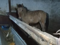Hengst, Mugalzhar horse — Foto 1