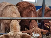 Cattle (batch, sex not specified), Hereford — photo 7