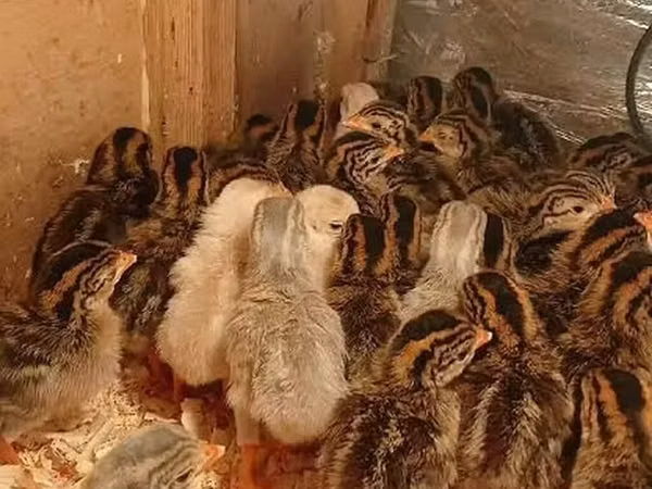 Guinea fowl — Азербайджан