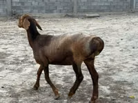 میش, گوسفند — عکس 5