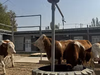 Ko, Simmental cattle — foto 2