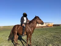 Horse (M), Horses — photo 4