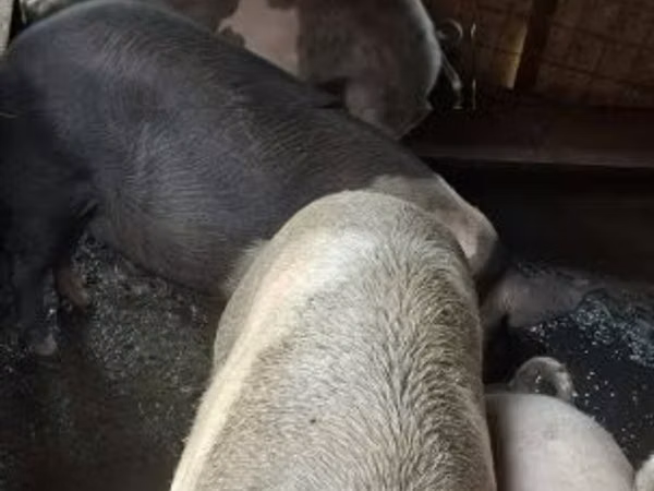 Babi jantan, Pigs