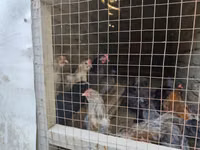 Chickens — foto 4