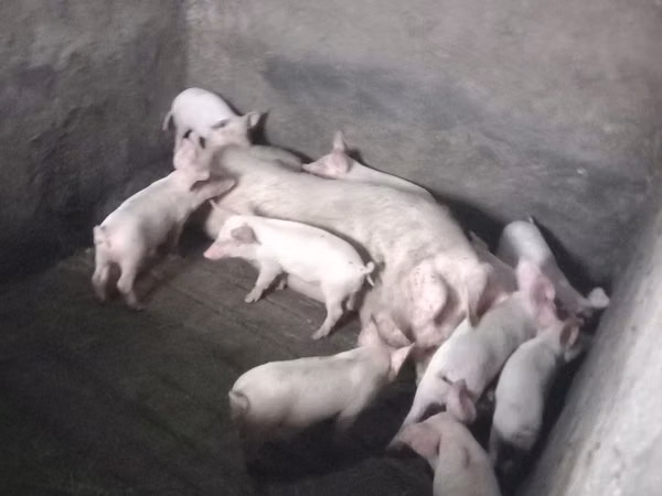 Boar, Pigs — Moldova