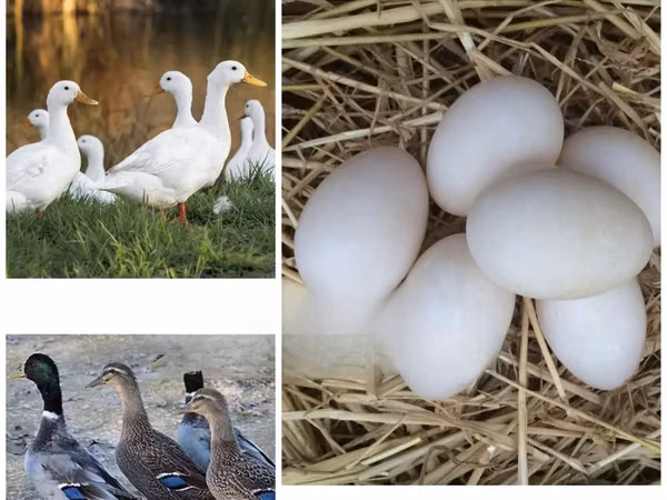 American Pekin — Gaana