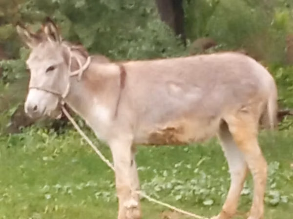 Horse (M), Horses — Kyrgyzstan