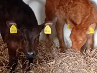 Bovini (lotto, sesso non specificato), Russian Black pied cattle — foto 2