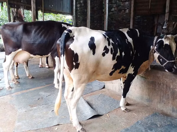 Cow, Holstein breed — Bangladesh