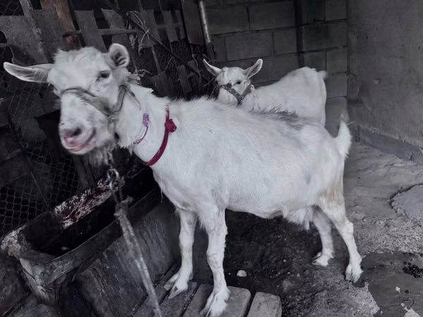 Буз, Saanen goat — Қазоқистон