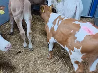 Nötkreatur (parti, kön ej angivet), Simmental cattle — foto 3