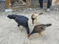 Chickens — լուսանկար 5