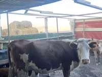 گاو نر, Latvian Blue cattle — عکس 2