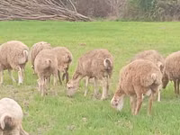 Ram, Sheep — photo 7