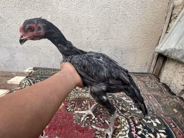 Chickens — Kyrgyzstan