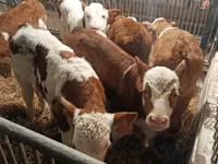 Cattle (batch, sex not specified), Simmental cattle — photo 6