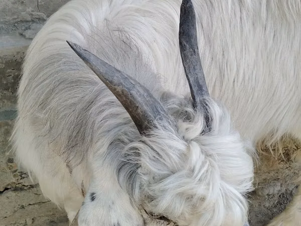 Echki, Alpine goat