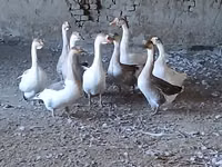 Geese — عکس 1