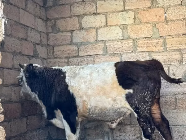 Bull, Cattle