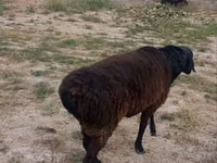 Ram, Hissar sheep — photo 4