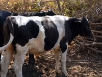 Toro, Bovini — foto 3