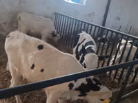 Boğa, Russian Black pied cattle — foto 2