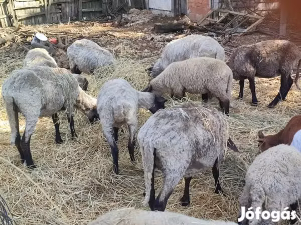 Sheep (batch, sex not specified), Cameroon sheep — Hungary