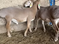 Koç, Arashan sheep — foto 1