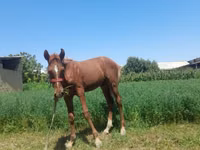 Mare, Horses — photo 4