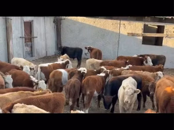 Bull, Cattle