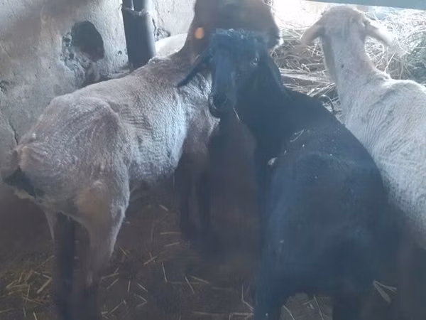 Sheep, Sheep — Kyrgyzstan