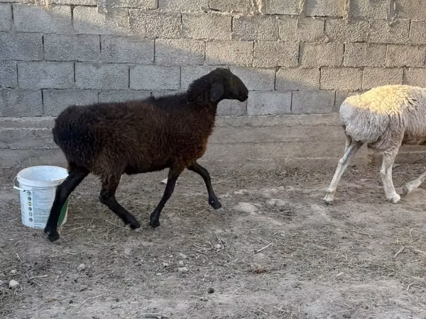 Sheep (batch, sex not specified), Sheep — Kazakhstan