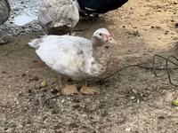 Ducks — รูปภาพ 6