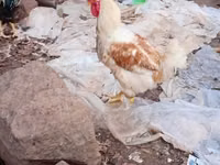 găini Shamo — foto 2