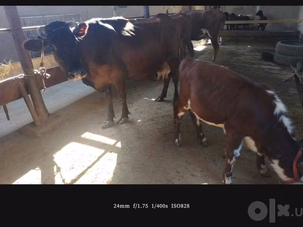 بقرة, Simmental cattle