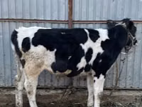 Bull, Russian Black pied cattle — photo 6