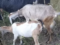 Capra, Nubian Goat — foto 2