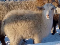 Sheep, Sheep — photo 1