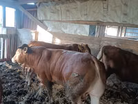 Bull, Limousin cow — photo 6