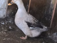 Ducks — ảnh 4