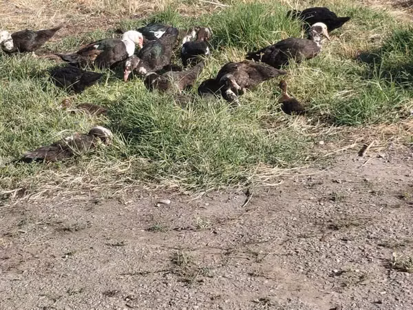 Domestic Muscovy — Kyrgyzstan