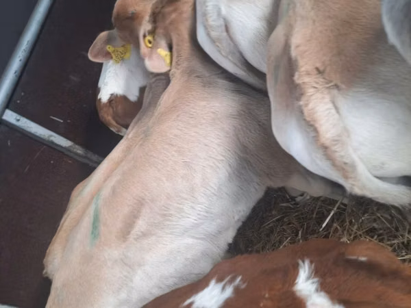 Bull, Limousin cow
