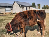 公牛, Cattle — 照片 5
