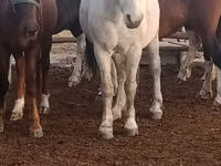 Kuda betina, Horses — foto 3