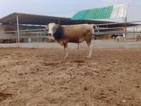 Banteng, Cattle — foto 1