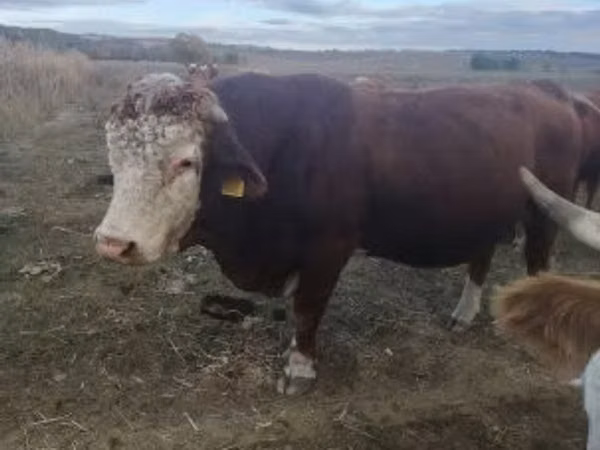 Tyre, Simmental cattle