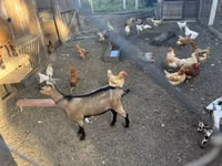بز نر, Nigerian dwarf goats — عکس 4