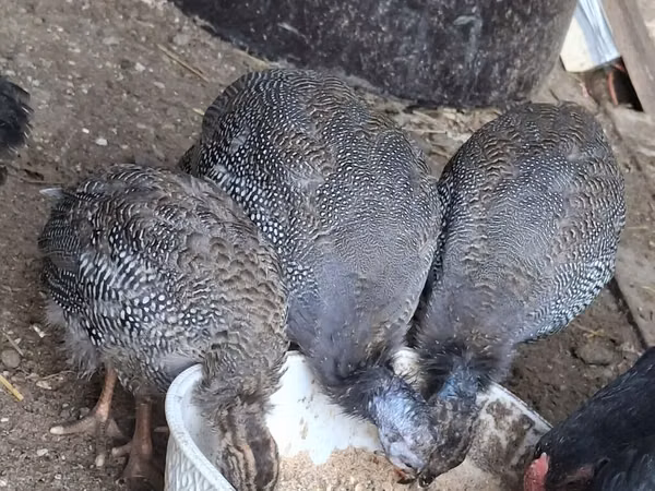 پرل گری